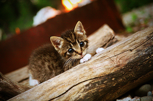 Milan Sports-“沙滩手球与沙滩合球同场竞技，天府新区双重精彩”