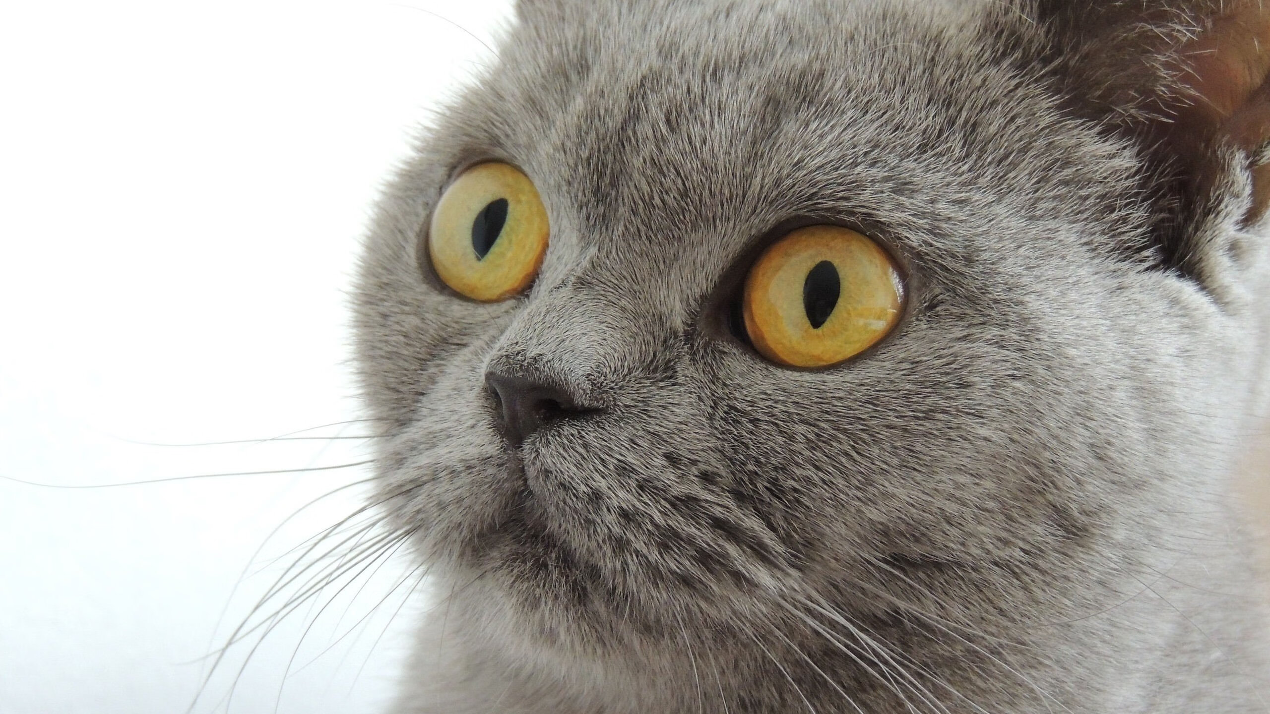 “沙滩手球与沙滩合球同场竞技，天府新区双重精彩”