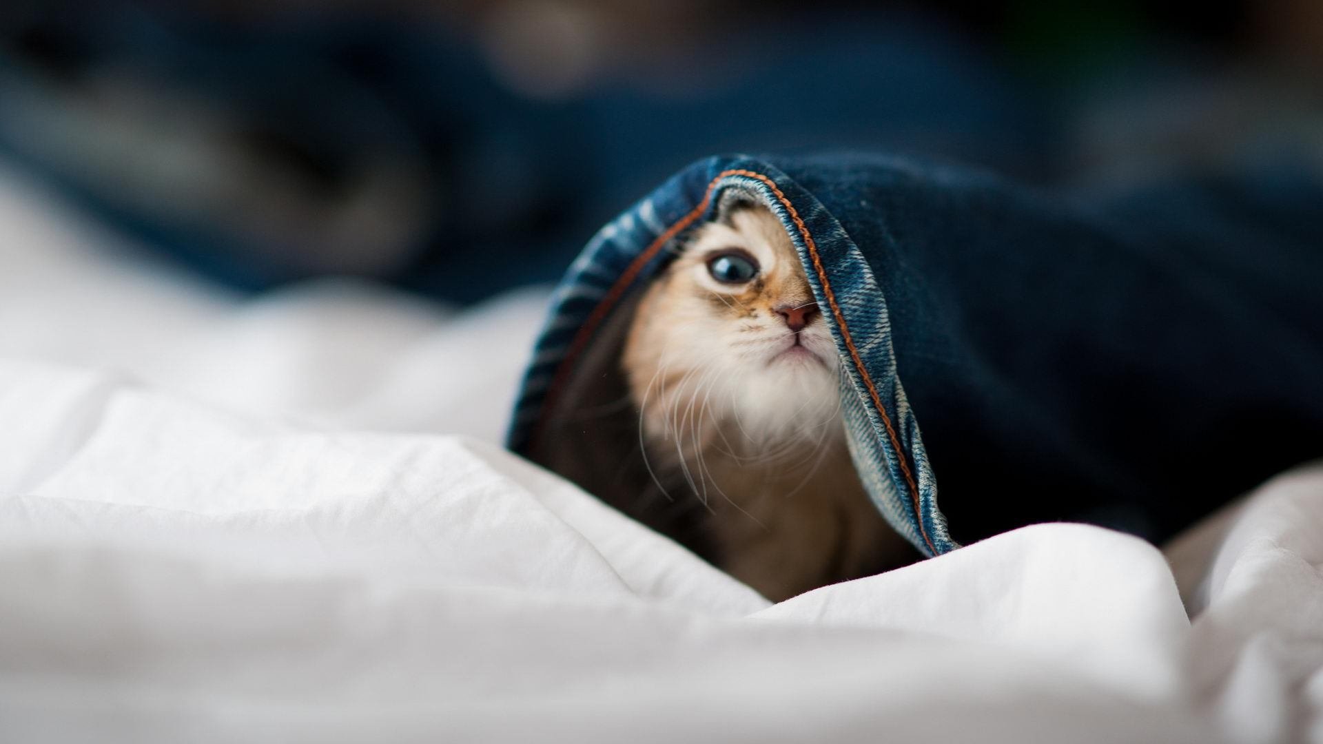 世界杯仅参赛一次，整体战绩1胜4负，世界杯的比赛多少场