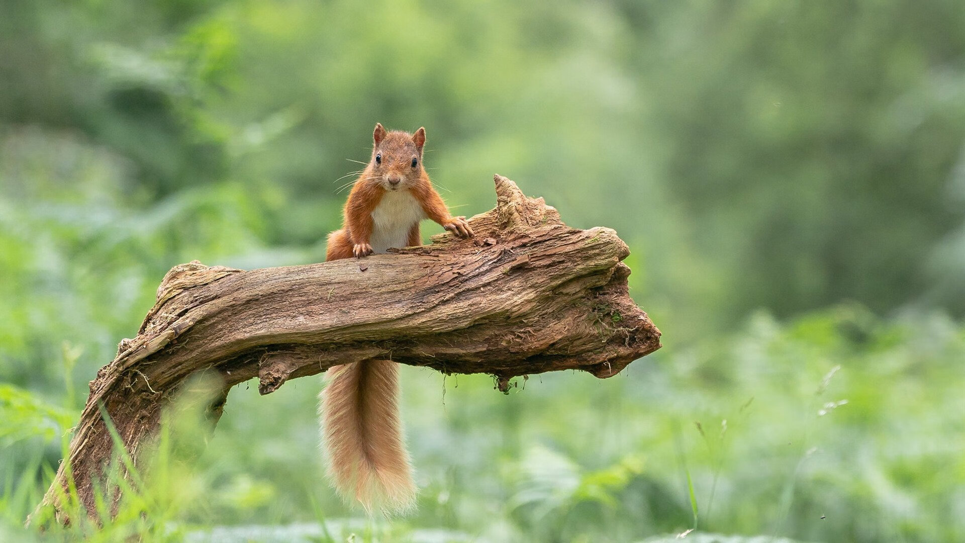 博卡青年力图缩小与欧陆豪门差距,博卡青年图片