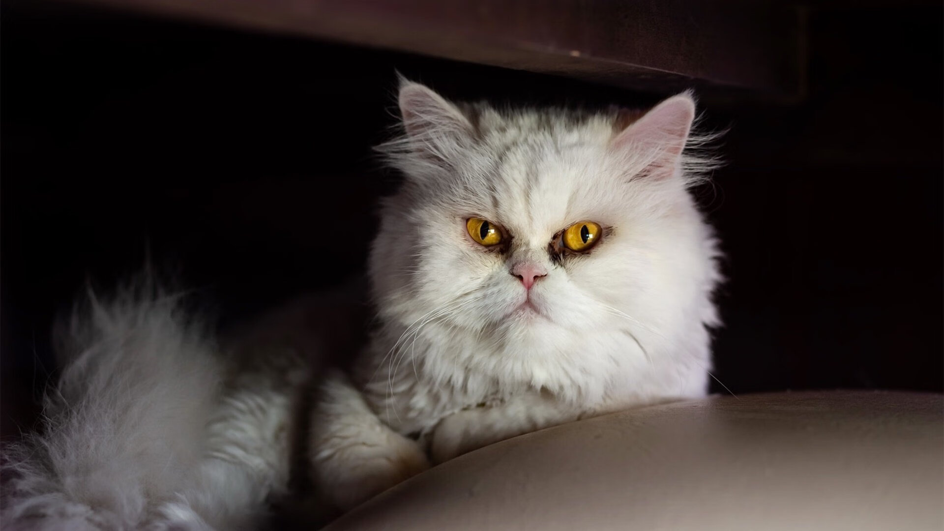 印度队未来规划：创新青训模式，打造后备人才基地，印度队员