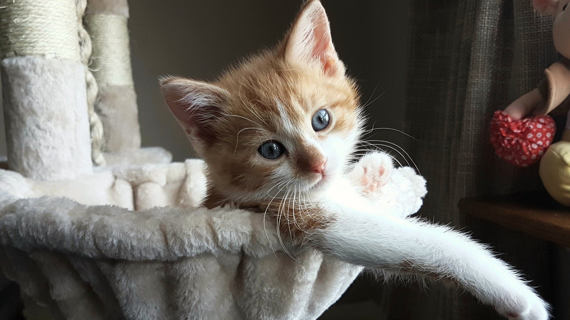 拜仁边锋速度制胜,多次突破,拜仁边路