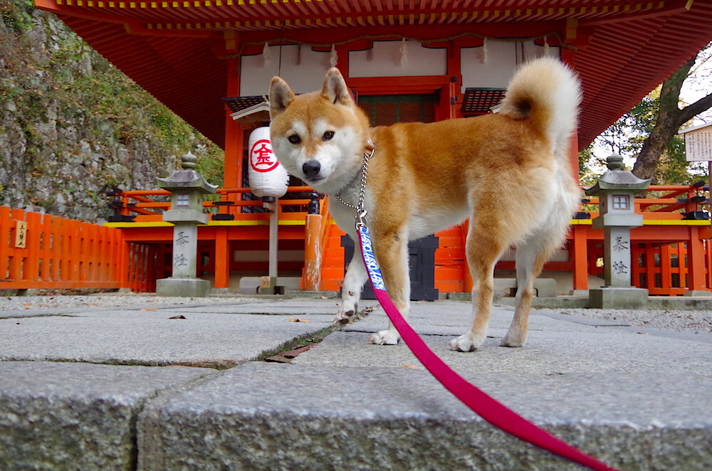 澳大利亚队挑战传统强队:国际乒联混合团体世界杯表现亮点,澳大利亚乒乓国家队