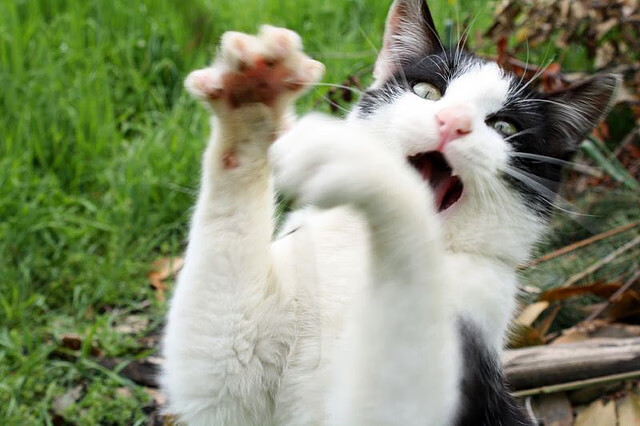 米兰登录入口-南非青训计划的成功推动新一代球员登上国际舞台，南非国家男子足球队百科