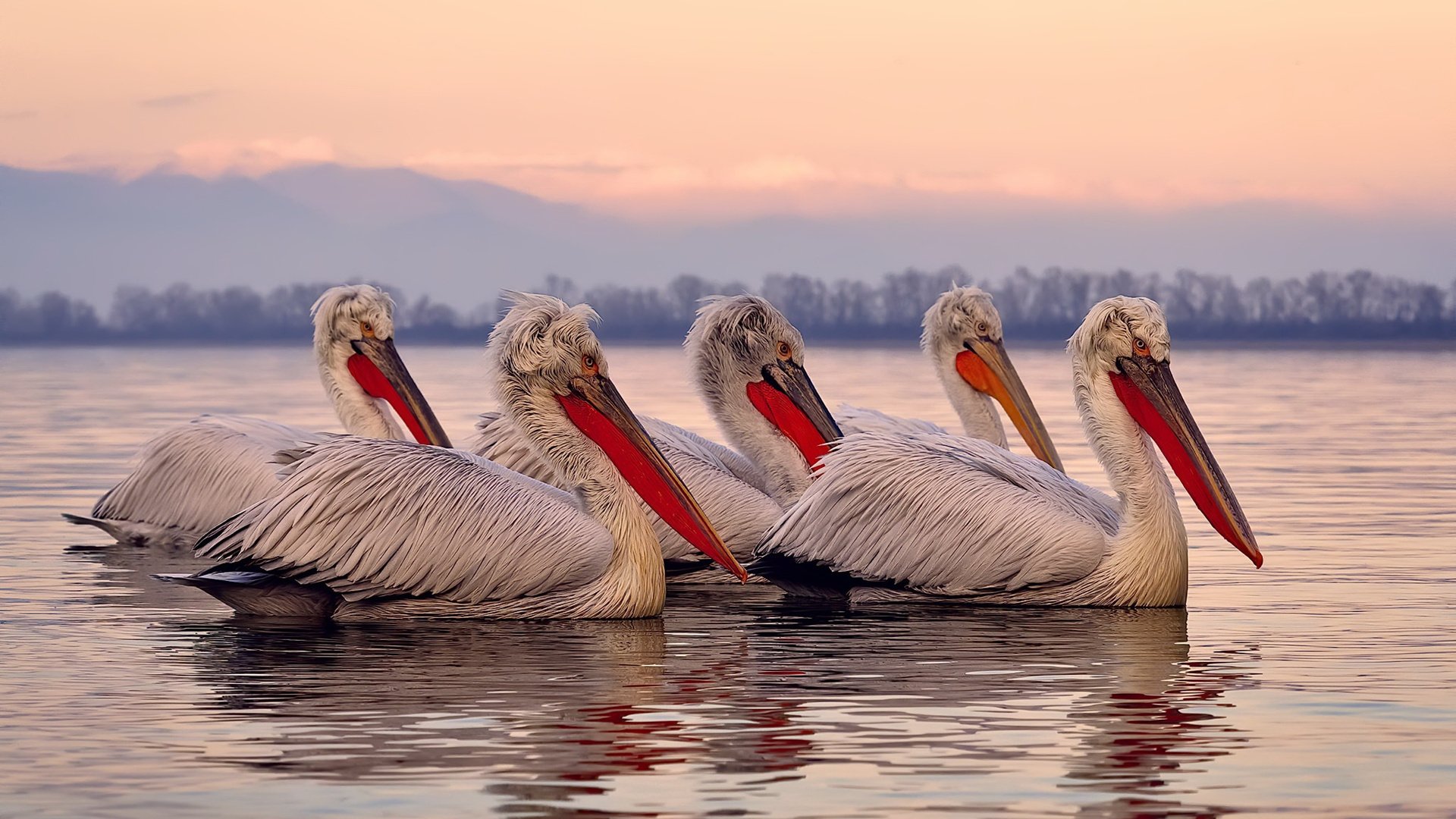 -尼日尔男篮在非洲锦标赛中奋勇争先，迈向更高舞台