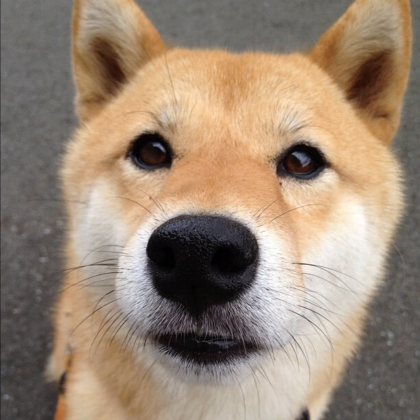 米兰体育-拜仁技惊四座全场沸腾德甲焦点战，拜仁经典比赛