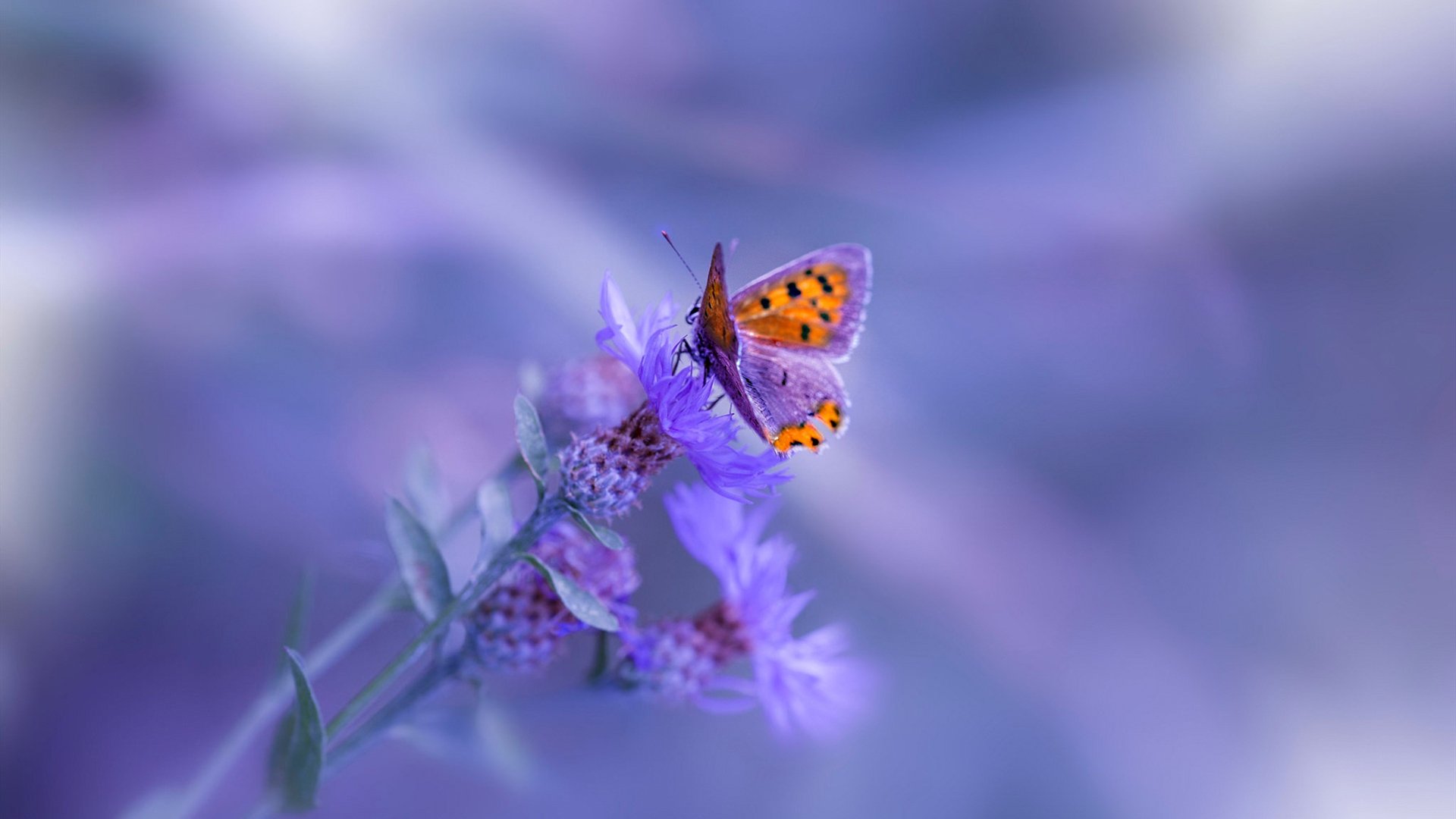 新兴足球强国崛起,亚洲竞争格局不断变化,亚洲足球现状